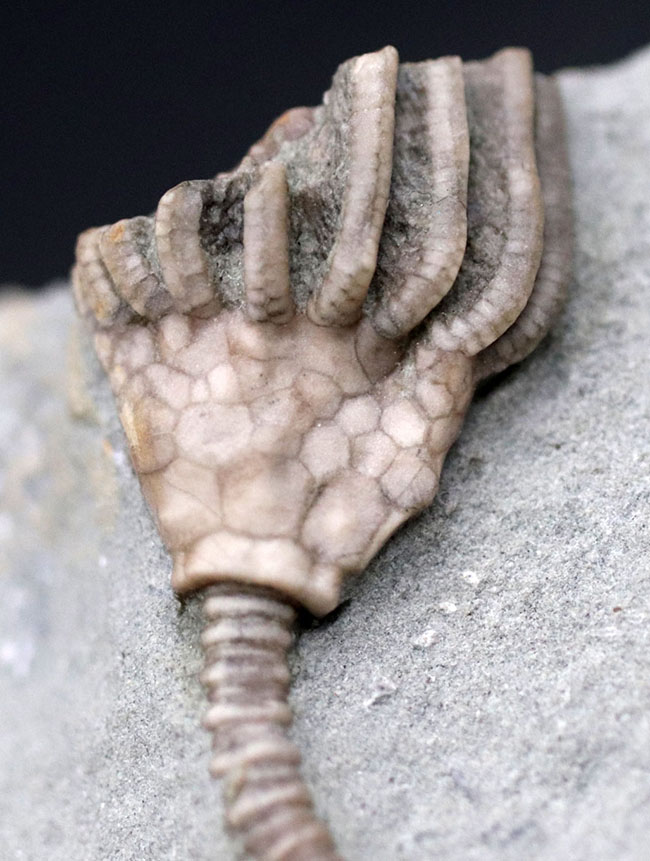 長い茎が保存された上質化石、およそ３億４０００万年前、米国インディアナ産のウミユリ、マクロクリヌス（Macrocrinus mundulus）の化石（その3）
