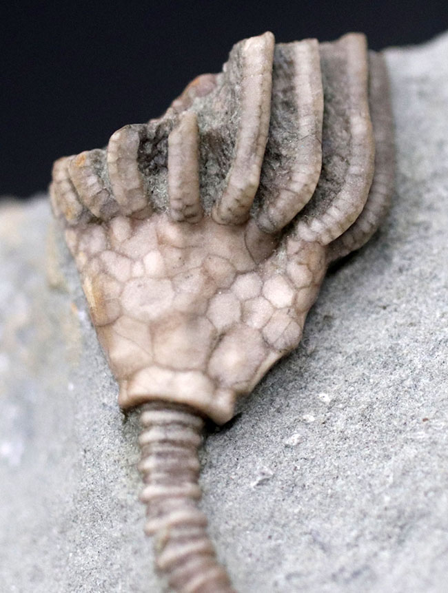 長い茎が保存された上質化石、およそ3億4000万年前、米国インディアナ産のウミユリ、マクロクリヌス(Macrocrinus mundulus)の化石(その3)