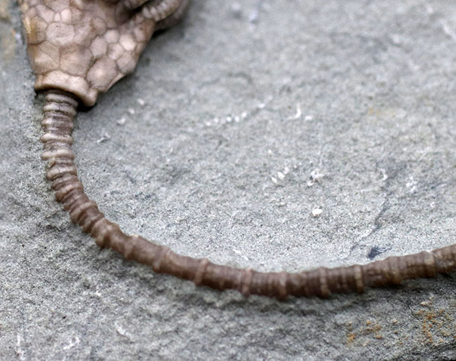 長い茎が保存された上質化石、およそ３億４０００万年前、米国インディアナ産のウミユリ、マクロクリヌス（Macrocrinus mundulus）の化石（その4）