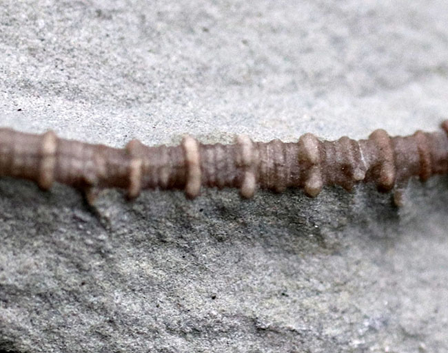 長い茎が保存された上質化石、およそ３億４０００万年前、米国インディアナ産のウミユリ、マクロクリヌス（Macrocrinus mundulus）の化石（その5）
