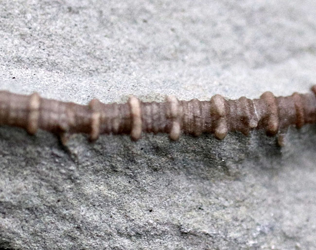 長い茎が保存された上質化石、およそ3億4000万年前、米国インディアナ産のウミユリ、マクロクリヌス(Macrocrinus mundulus)の化石(その5)