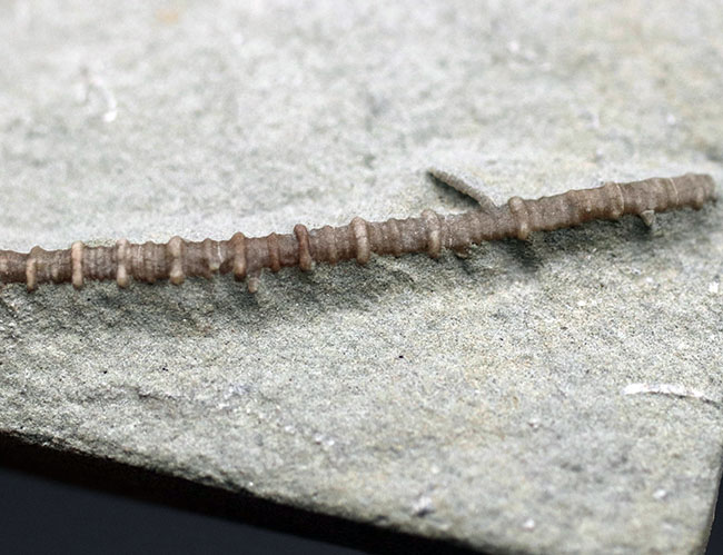 長い茎が保存された上質化石、およそ3億4000万年前、米国インディアナ産のウミユリ、マクロクリヌス(Macrocrinus mundulus)の化石(その6)