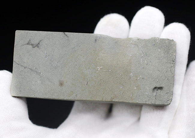長い茎が保存された上質化石、およそ3億4000万年前、米国インディアナ産のウミユリ、マクロクリヌス(Macrocrinus mundulus)の化石(その8)