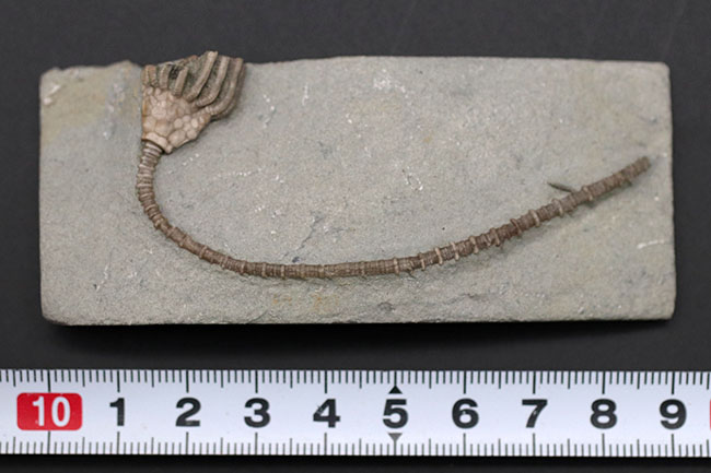 長い茎が保存された上質化石、およそ３億４０００万年前、米国インディアナ産のウミユリ、マクロクリヌス（Macrocrinus mundulus）の化石（その9）