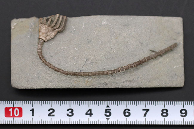 長い茎が保存された上質化石、およそ3億4000万年前、米国インディアナ産のウミユリ、マクロクリヌス(Macrocrinus mundulus)の化石(その9)