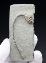 長い茎が保存された上質化石、およそ３億４０００万年前、米国インディアナ産のウミユリ、マクロクリヌス（Macrocrinus mundulus）の化石