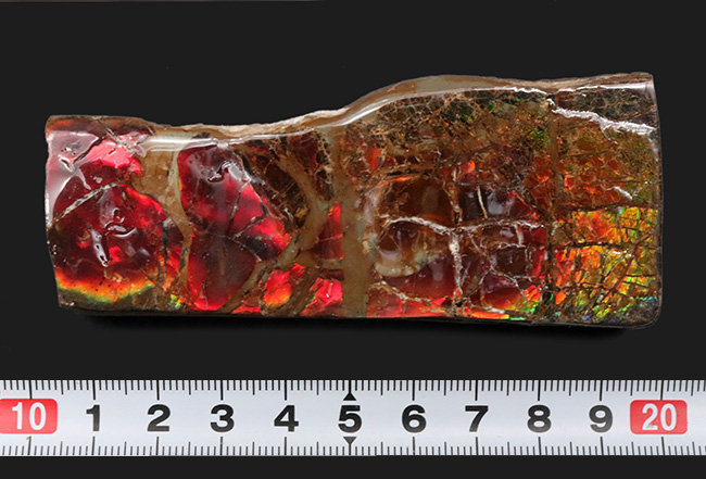 竜の鱗！１０センチ近いビッグサイズ！カナダ・ロッキー山脈で採集される、宝石アンモ”ラ”イト（Ammolite）（その11）