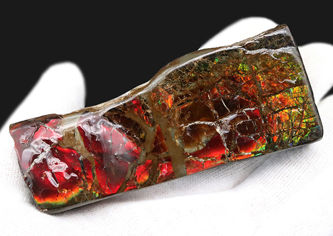 竜の鱗！１０センチ近いビッグサイズ！カナダ・ロッキー山脈で採集される、宝石アンモ”ラ”イト（Ammolite）（その3）