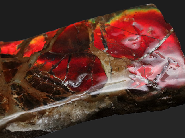 竜の鱗！１０センチ近いビッグサイズ！カナダ・ロッキー山脈で採集される、宝石アンモ”ラ”イト（Ammolite）（その6）