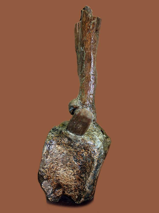 これぞパーフェクトワン！エドモントサウルスの脊椎骨化石（Edmontosaurus annectens）（その2）