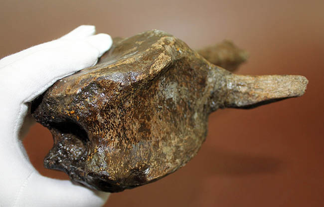これぞパーフェクトワン！エドモントサウルスの脊椎骨化石（Edmontosaurus annectens）（その4）