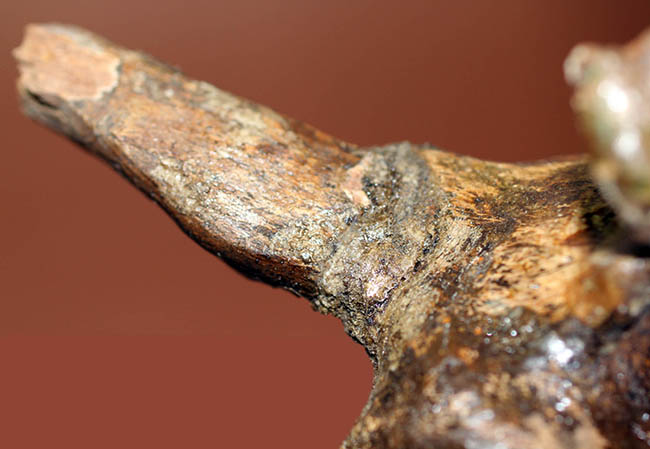 これぞパーフェクトワン！エドモントサウルスの脊椎骨化石（Edmontosaurus annectens）（その9）
