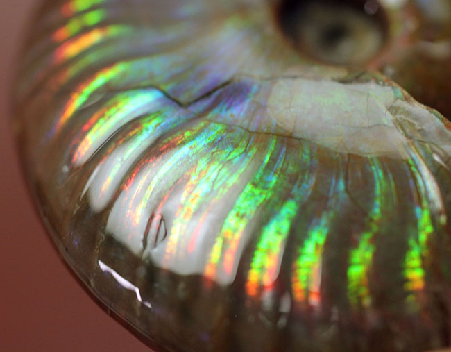 宝物にしてほしい、この輝き至高!マダガスカル産イリデッセンス(iridescence)アンモナイト(その10)