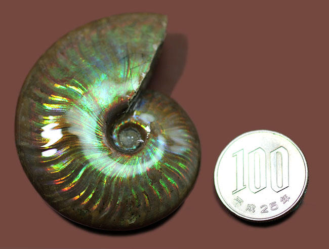 宝物にしてほしい、この輝き至高！マダガスカル産イリデッセンス