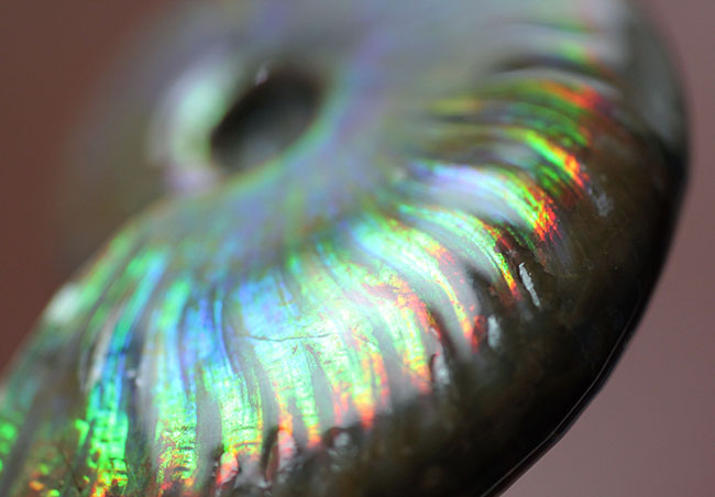 宝物にしてほしい、この輝き至高!マダガスカル産イリデッセンス(iridescence)アンモナイト(その3)