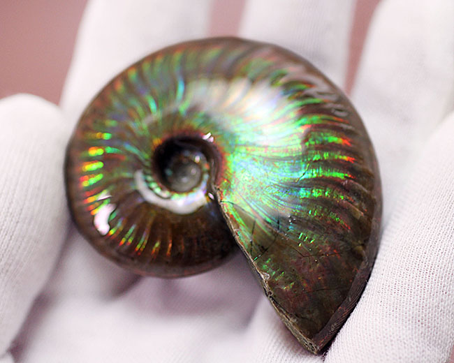 宝物にしてほしい、この輝き至高!マダガスカル産イリデッセンス(iridescence)アンモナイト(その5)