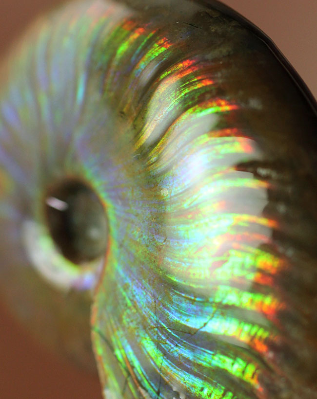 宝物にしてほしい、この輝き至高!マダガスカル産イリデッセンス(iridescence)アンモナイト(その9)
