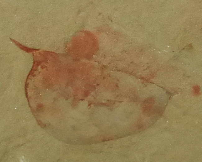 イソキシスの化石の写真