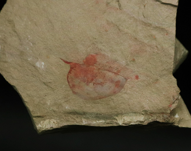 レア!非常に希少なチェンジャン生物群の一つ、イソキシスの上質化石(Isoxys curvirostratus)(その3)