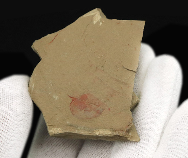 レア!非常に希少なチェンジャン生物群の一つ、イソキシスの上質化石(Isoxys curvirostratus)(その4)