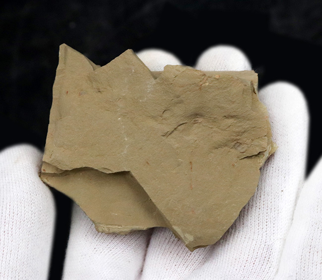 レア!非常に希少なチェンジャン生物群の一つ、イソキシスの上質化石(Isoxys curvirostratus)(その5)