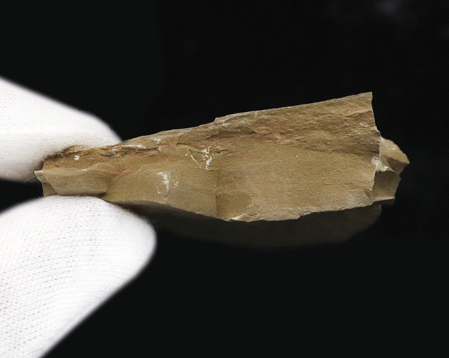 レア!非常に希少なチェンジャン生物群の一つ、イソキシスの上質化石(Isoxys curvirostratus)(その6)