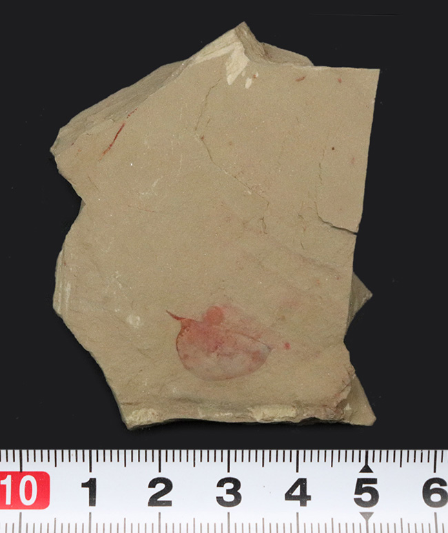 レア!非常に希少なチェンジャン生物群の一つ、イソキシスの上質化石(Isoxys curvirostratus)(その7)