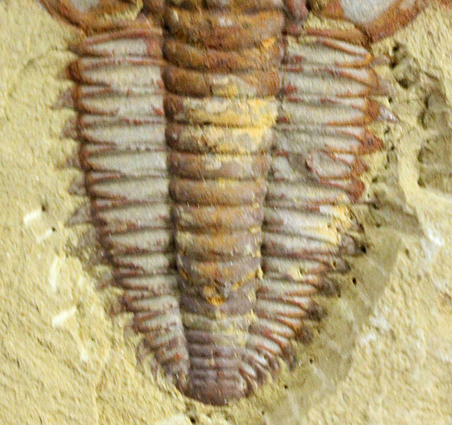 ベリーベリーレア！オールドコレクション！中国チェンジャン産三葉虫