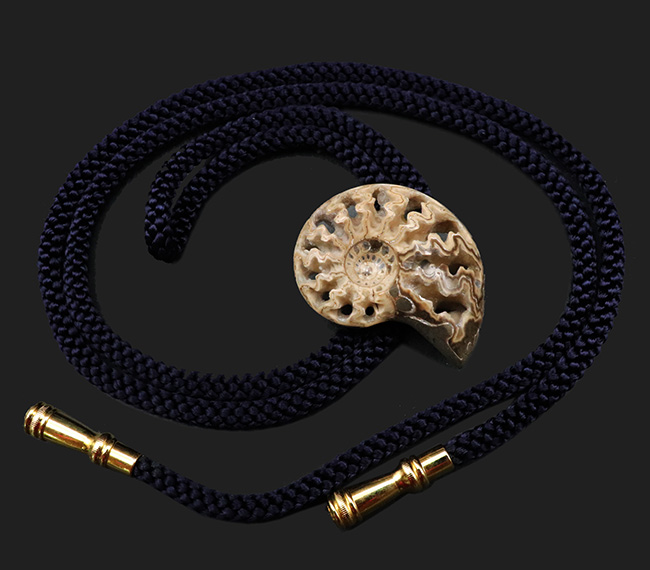 立派で美しい北海道産のアンモナイト(Ammonite)を使ったループタイ(その1)