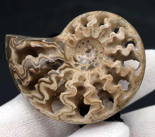 立派で美しい北海道産のアンモナイト（Ammonite）を使ったループタイ（その2）