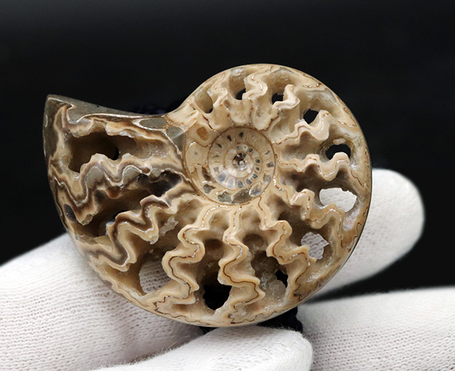 立派で美しい北海道産のアンモナイト（Ammonite）を使ったループタイ（その3）
