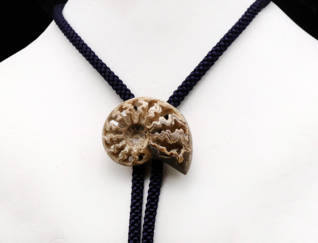 立派で美しい北海道産のアンモナイト(Ammonite)を使ったループタイ(その4)