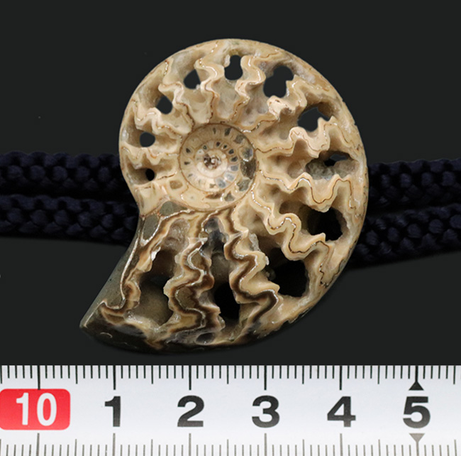 立派で美しい北海道産のアンモナイト（Ammonite）を使ったループタイ（その6）