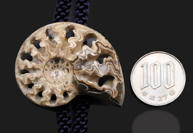立派で美しい北海道産のアンモナイト（Ammonite）を使ったループタイ（その7）