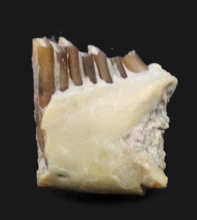 実は珍しい、保存状態抜群、古代ウサギこと、パレオラグス・ハイデ二(Palaeolagus haydeni)の顎付きの歯化石(その1)