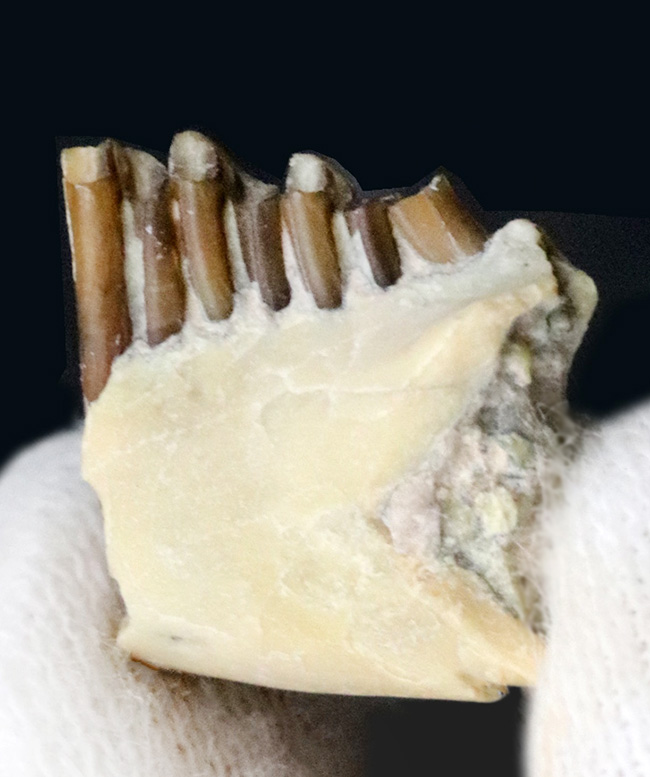 実は珍しい、保存状態抜群、古代ウサギこと、パレオラグス・ハイデ二(Palaeolagus haydeni)の顎付きの歯化石(その2)