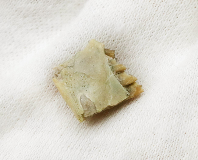実は珍しい、保存状態抜群、古代ウサギこと、パレオラグス・ハイデ二(Palaeolagus haydeni)の顎付きの歯化石(その4)
