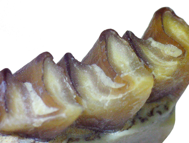実は珍しい、保存状態抜群、古代ウサギこと、パレオラグス・ハイデ二(Palaeolagus haydeni)の顎付きの歯化石(その6)