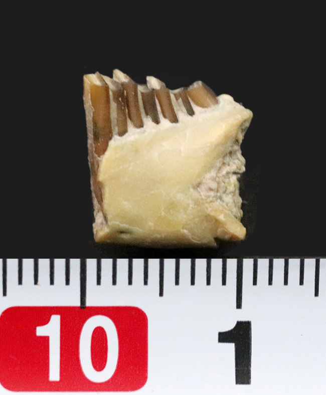 実は珍しい、保存状態抜群、古代ウサギこと、パレオラグス・ハイデ二(Palaeolagus haydeni)の顎付きの歯化石(その7)
