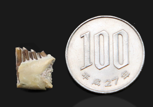 実は珍しい、保存状態抜群、古代ウサギこと、パレオラグス・ハイデ二(Palaeolagus haydeni)の顎付きの歯化石(その8)