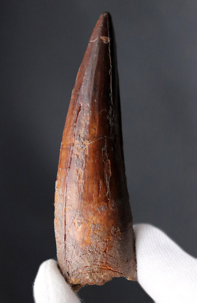 鋭い先端が保存された、美しい標本です。史上最大級の肉食恐竜、スピノサウルス(Spinosaurus)の歯化石(その1)