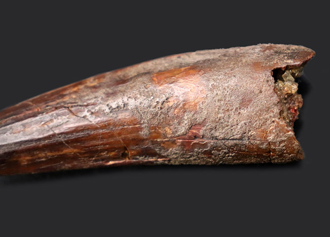 鋭い先端が保存された、美しい標本です。史上最大級の肉食恐竜、スピノサウルス（Spinosaurus）の歯化石（その10）