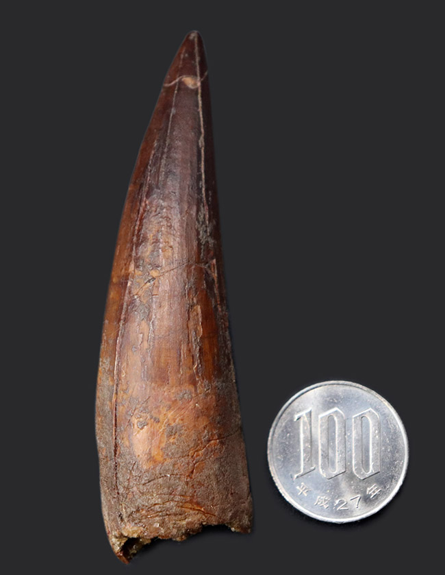 鋭い先端が保存された、美しい標本です。史上最大級の肉食恐竜、スピノサウルス(Spinosaurus)の歯化石(その11)