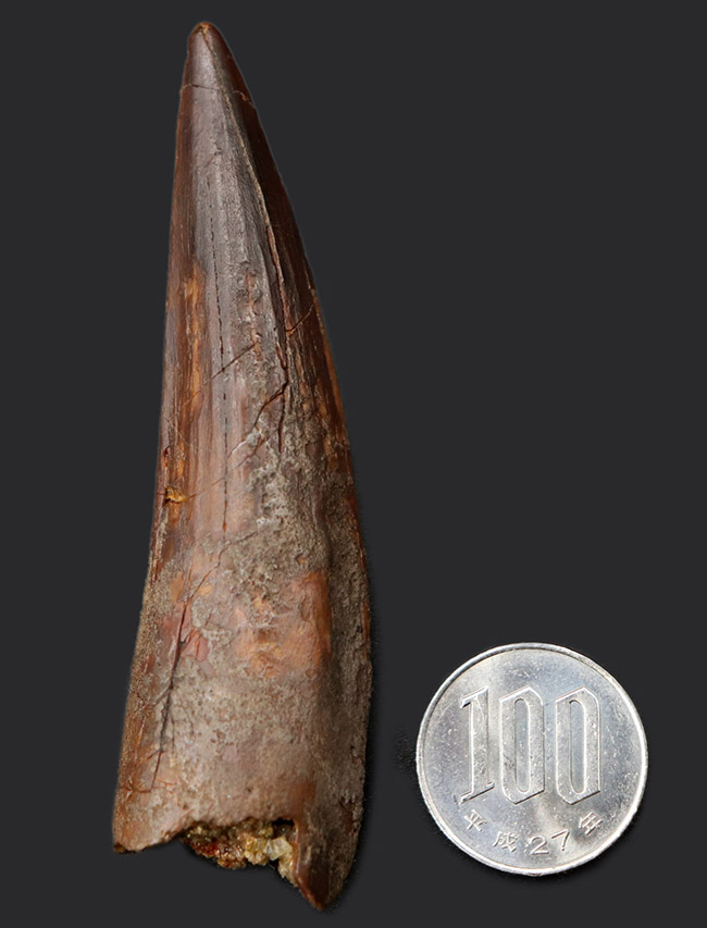 鋭い先端が保存された、美しい標本です。史上最大級の肉食恐竜、スピノサウルス(Spinosaurus)の歯化石(その12)