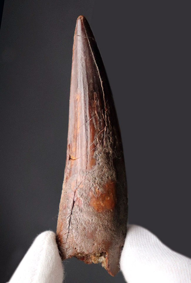 鋭い先端が保存された、美しい標本です。史上最大級の肉食恐竜、スピノサウルス(Spinosaurus)の歯化石(その2)