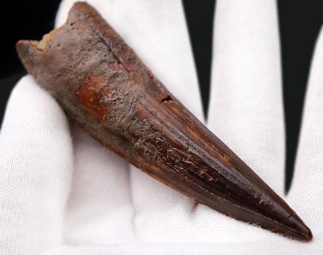 鋭い先端が保存された、美しい標本です。史上最大級の肉食恐竜、スピノサウルス(Spinosaurus)の歯化石(その5)