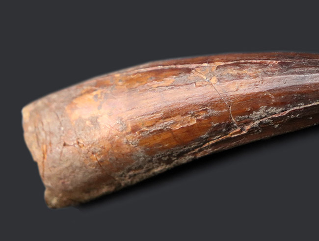 鋭い先端が保存された、美しい標本です。史上最大級の肉食恐竜、スピノサウルス(Spinosaurus)の歯化石(その6)