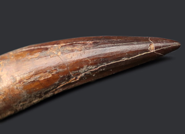 鋭い先端が保存された、美しい標本です。史上最大級の肉食恐竜、スピノサウルス(Spinosaurus)の歯化石(その7)