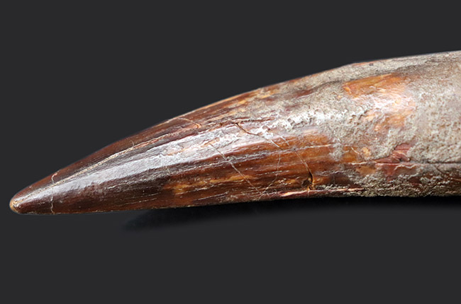 鋭い先端が保存された、美しい標本です。史上最大級の肉食恐竜、スピノサウルス(Spinosaurus)の歯化石(その9)