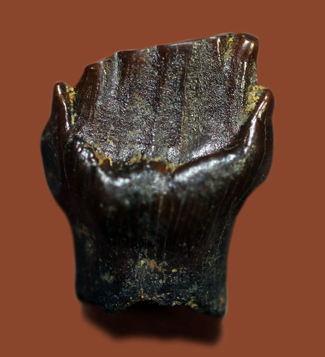 ディーラーを悩ませる歯化石、希少な希少なアンキロサウルスの歯化石(Ankylosaurus)(その1)